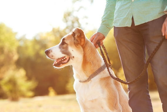 6-benefits-seniors-get-from-having-an-animal-companion
